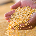 자연의선택_생 콩가루 1kg : T-SOME