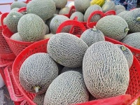 [KN 하미과 멜론] 초고당도 메론 달콤한 메론 18.9 birx 당도 높은 멜론 3kg, 5kg : 도리와두두