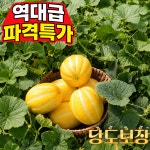 [산지직송] 성주 꿀참외 당도보장 특가세일 : 키다리부부농장