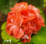사랑별 제라늄 01 : 늘봄 제라늄