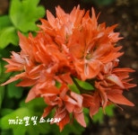 miz별빛소나타 : 늘봄 제라늄