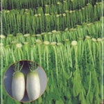 야채 토종 시래기 무 무우 채소 품종 종자 씨앗 20g 홈가드닝 20WA61BF25 : 화의시대5