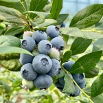 제주 우수농산물 무농약 생과 유레카 블루베리 300g 500g 1kg : 과수원피스