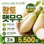 당일경매 국내산 햇무우 싱싱한무우 아삭하고 시원한 : 주식회사 오케이농산