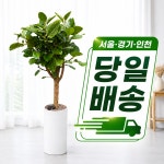 뱅갈고무나무 관엽식물 화분 배달 소형 : 사당꽃-화원
