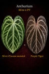 [이농장] 안스리움 SC mutated x PT (발아) : 이농장