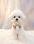 White Blossom : 펫트론