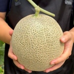 전남 곡성 고 brix 머스크 멜론 2수 3kg : 찬 마켓