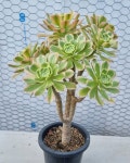 랜덤발송 Aeonium arboreum f. variegata 묵은둥이 다육 다육이 다육식물 국민다육 다육이키우기 선인장 미니선인장 : 수암다육농장