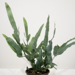블루스타 고사리 블루스타펀 반양지 은청색 음지 분갈이 포트 화분 10cm : On Your Table