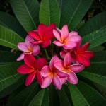 플루메리아 씨앗 5개/ 러브하와이 plumeria 희귀씨앗 희귀꽃 열대나무 베트남꽃 : 화분에심쿵