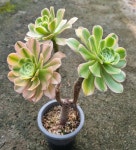 [수암다육] 청법사금 랜덤발송 Aeonium arboreum f. variegata 다육 다육이 다육식물 반려식물 국민다육 : 수암다육농장