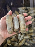 제철 국내산 남해안 둥근 노랑 가리 맛조개 참맛조개 kg기준 35미전후 500g, 1개 : 홍지야