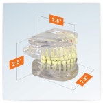 -GPI Anatomicals 인체모형 투명하게 표현된 잇몸과 치아모형(정상/병리) G2861 : 종로상사