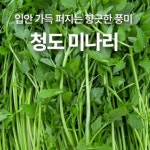 국산  청도 미나리 800g : 보아스네농장