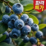 산지직송 국내산 제철 생 블루베리 18~20mm : 리빙어센틱