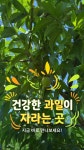 [예약판매]  황도 쫄깃 복숭아 4KG 산지직송 [★품종명 : 황후] : 이복달 복숭아 농장