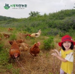 비봉자연농원 난각번호1번 무항생제 자연방사 유정란 계란 : 비봉자연농원