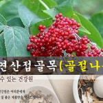 토종 녹각접골탕(35일분):70팩 국내 자연산 접골목 접골탕 말오줌나무 딱충나무 : 산야초건강원