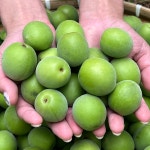 고흥 청매실 남고매실 홍매실 황매실 통매실 매실청 장아찌 대화농장 매실농장 : 알랑몰랑상회
