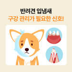 포켄스 카누들 에코팩 S 123개입 840g 강아지 덴탈껌 치석 입냄새 제거 개껌 그레인프리 : 포켄스 공식몰