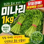 당일경매 국내산 청도미나리 신선한 생미나리 경매후바로발송 무침용 전골용 가정용 : 주식회사 오케이농산