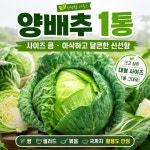 당일경매 국내산 양배추 신선한 양배추 경매후바로발송 쌈용 가정용 식재료용 : 주식회사 오케이농산