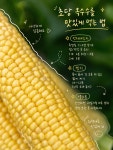 제주 초당옥수수 반짝 오픈 중품 10개 20개 : 다빈이네 농장
