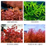 10촉, 디버시포리아 6촉,레이네케미니 3촉,아로마티카미니 10촉 슈퍼레드10촉, 마크란레드스몰리프 8촉, 먼치킨 2촉, 골든 3촉 : 플랜츠 마스터