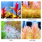 10촉, 디버시포리아 6촉,레이네케미니 3촉,아로마티카미니 10촉 슈퍼레드10촉, 마크란레드스몰리프 8촉, 먼치킨 2촉, 골든 3촉 : 플랜츠 마스터