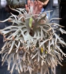 박쥐란 P. Willinckii Dwarf Silver River (Yellow Moon Dwarf) sporeling 드워프 [ 부작완성품 ] : 식물가게 사월오일