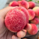 영동 딱딱이 말랑이 복숭아 천중도 신비 대극천 털 백도 황도 산지직송 : 상촌정야네농장