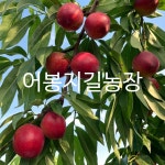[어봉지길농장]당일수확배송 재구매율이 입증하는 당도좋은 경산 복숭아 딱복 천도복숭아 대극천 : 어봉지길농장