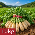 [여수시골농장] 당일수확 국내산 여수돌산 초롱무 총각무 알타리무 10kg, 1개 : 여수시골농장