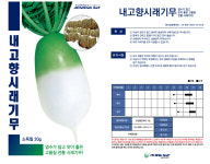 내고향 시래기 20g - 엽수가 많고 맛이 좋은 고품질 전통 시래시무 : 오늘의씨앗