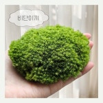 생 비단이끼 (10x10)  키우기 테라리움용 DIY 가는흰털이끼 음지식물 공기정화식물 : 이끼숲 작업실