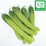 못난이 친환경 유기농 오이 백다다기 1kg : 내가 살게요
