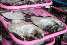 자연산 반건조 우럭 1kg, 5개 : 보령조아수산