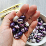 26년 국산 깐콩 호랑이콩 적강낭콩 양대 밤콩 얼룩이 300g, 500g, 1kg, 2kg : 갑을상회 온라인스토어