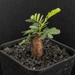 세나 메리디오날리스 Senna meridionalis 동일품- 6454 아프리카식물 다육이 키우기 요즘식물 아프리카농장 : 아프리카 농장