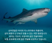 콘드로이친 상어연골 1200mg 120정 X2 : DAFAMKOREA