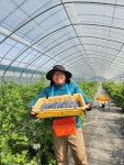 농장주 황호군의 지리산청정 산골블루베리 1kg : 하동마켓