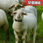 10개입 애완동물 목줄 양 염소 농장 가정용 튼튼하고 조절 가능한 : 판삼이엔지