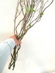바람골숲생태 곱슬버들수경재배 수경식물 : 숲생태가든센터