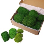 2 평방피트 보존된 이끼 벽 장식 DIY 그릇 테이블 (ForestGreen -2.0 평방피트) FORESTGREEN -2.0sq.ft : 자성마켓