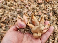 (임자도파파농장) 쪽파 씨앗  - 10kg : 임자도파파농장 대파 양파