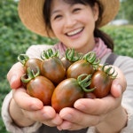 대저 토마토 짭짤이 제철 완숙 짭잘이 산지직송 흑 대추 스테비아 방울토마토 찰 짭짜리 : 만복상회4989