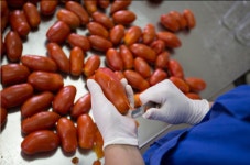 팔리오네 토마토소스 퓌레 이탈리아 프루닐토마토 파스타 : 트러플랩