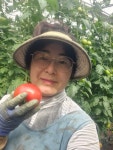 [제주푸름맘] 제주 유기농 완숙토마토 : 제주푸름맘농장