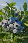 유기농인증블루베리2kg(13mm-16mm이상믹스) : 유기농블루베리다모아농장
